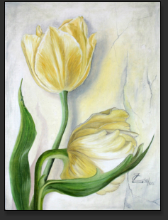 gelbe Tulpen, l