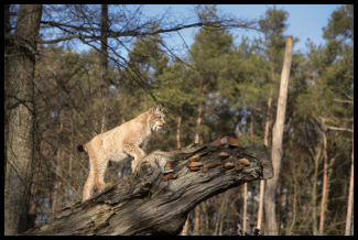 Ein Luchs auf Beutefang