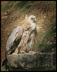 Geier im schönen Federkleid