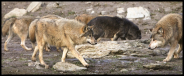 Hierarchie im Wolfsrudel