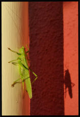 Fliegende Heuschrecke mit ihrem Schattenbild