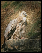 Geier im schönen Federkleid