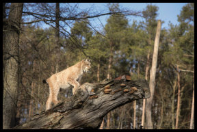 Luchs auf Beutezug