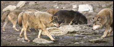 Bei den Wölfen
