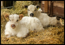 Rinderkälber der Tierpension Eindachhof