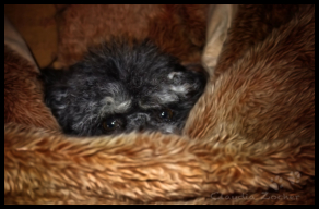 Ronja fellig gebettet