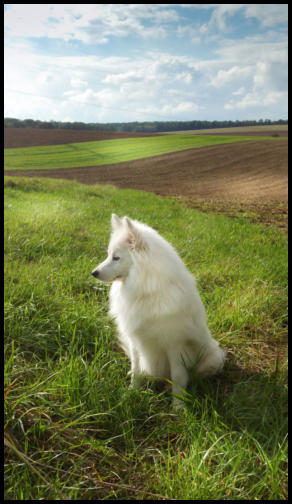 Rikki in Feld und Flur