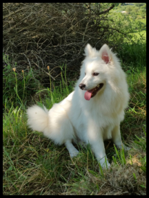 Rikki im August 2016