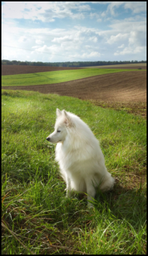 Rikki in Feld und Flur