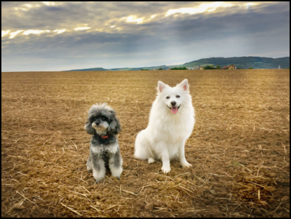 Zwei Freunde vermissen das Grün