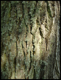 natürliche Strukturen