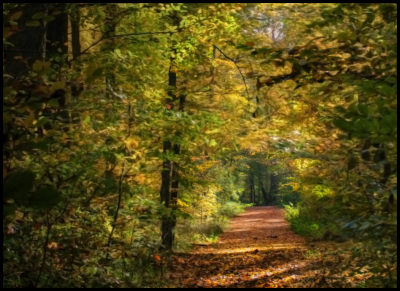 Der Wald gibt sich malerisch