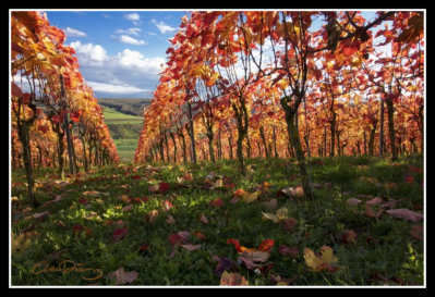 Weinberge über Markelsheim