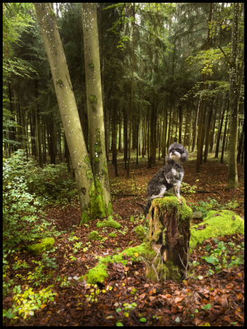 Im Wald, da ist die Ronja