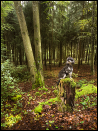 Im Wald, da ist die Ronja