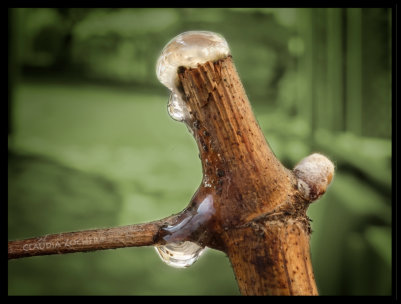 Wein erwacht aus dem Winterschlaf